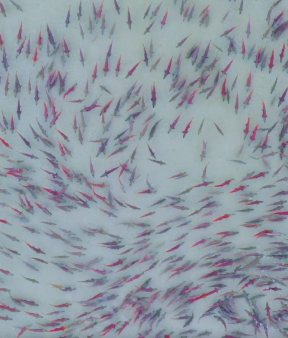 Developing a web presence for the Salmon School